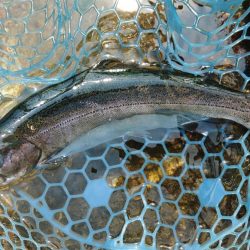 イトウが釣れた！ ～フィッシングパーク高島の泉～